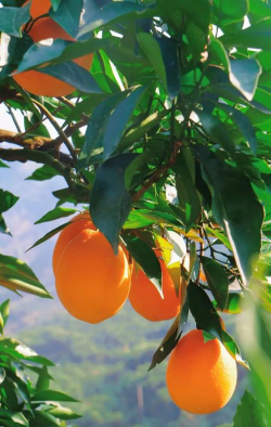 为什么秭归脐橙这么的特殊 为什么秭归脐橙这么的特殊