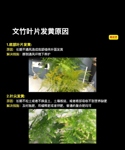 文竹榕树怎么养 文竹榕树怎么养