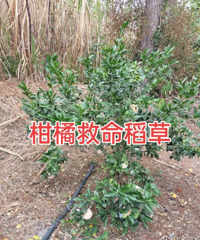 如何防止黄龙病树越砍越多 如何防止黄龙病树越砍越多