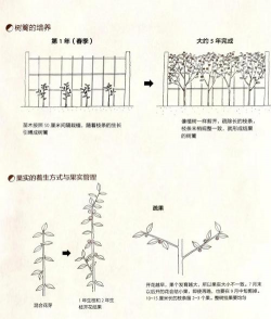 柑橘秋冬剪怎么做这里有柑橘全年修剪方法 柑橘秋冬剪怎么做这里有柑橘全年修剪方法