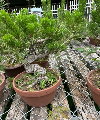 怎么挽救黑松盆景 怎么挽救黑松盆景