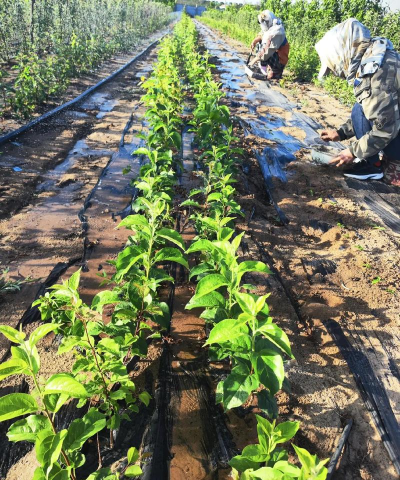 矮化中间砧苗的培育要点 矮化中间砧苗的培育要点