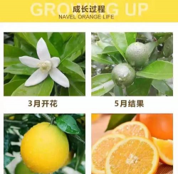 赣南脐橙和秭归脐橙的区别 优缺点介绍 赣南脐橙和秭归脐橙的区别 优缺点介绍