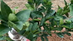 脐橙早衰树综合治理技术 脐橙早衰树综合治理技术