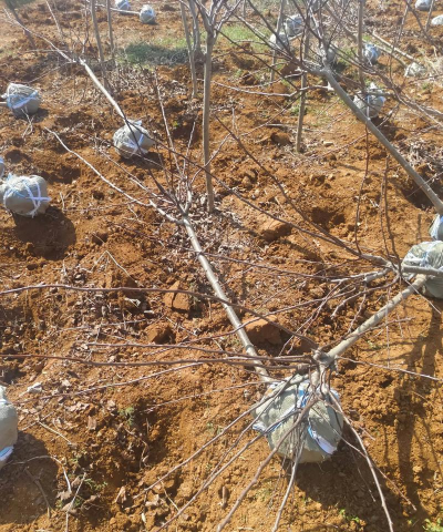 苗木基础打好了,效益自然高! 苗木基础打好了,效益自然高!