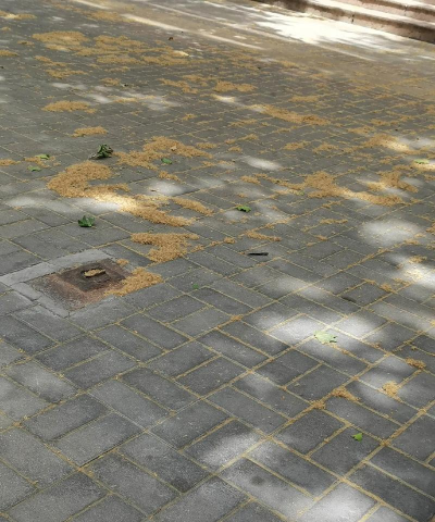 10公分法桐3月份栽植方法 10公分法桐3月份栽植方法