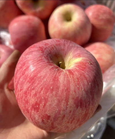 红富士苹果低产园综合改造技术总结 红富士苹果低产园综合改造技术总结