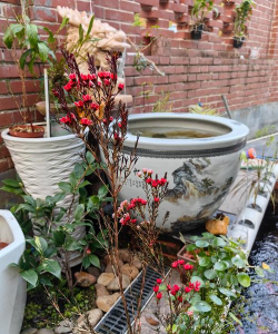 苦与乐养花 苦与乐养花