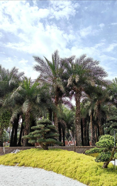 棕榈植物风采常见的设计 棕榈植物风采常见的设计