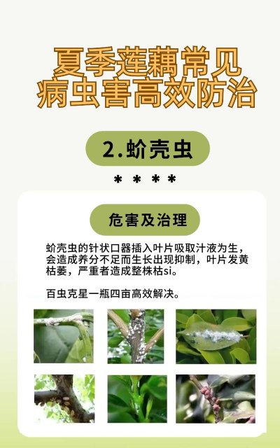 夏季常见8种病虫害的防治 夏季常见8种病虫害的防治