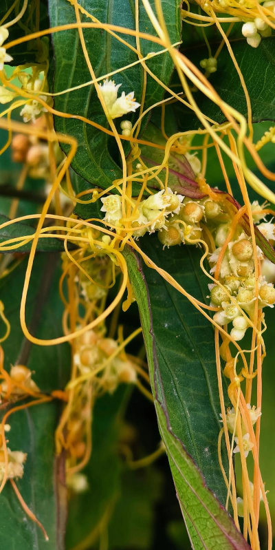 菟丝子及人工栽培技术 菟丝子及人工栽培技术