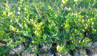 容器苗在北方该如何安全越冬 容器苗在北方该如何安全越冬