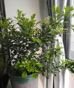 小黄同学爱养花 小黄同学爱养花