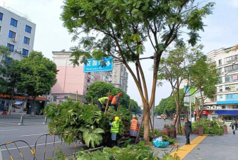 科学修剪,城市行道树更健壮更美观 科学修剪,城市行道树更健壮更美观