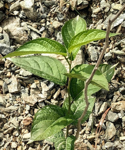 杜仲树苗苗期管理 杜仲树苗苗期管理