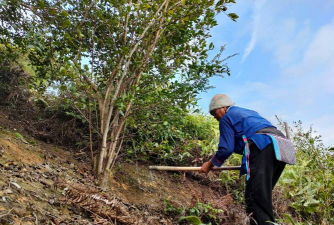 油茶林科学除草 可以试试这几种方法 油茶林科学除草 可以试试这几种方法