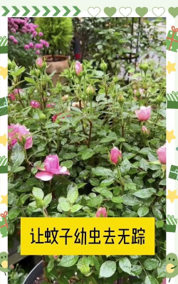 屋内养花防蚊虫 屋内养花防蚊虫