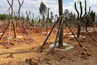 盐碱绿化如何提高树木成活率 盐碱绿化如何提高树木成活率