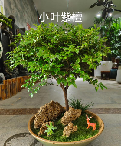 紫檀树花如何养 紫檀树花如何养