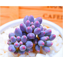 多肉红宝石怎么绿色 多肉红宝石怎么绿色