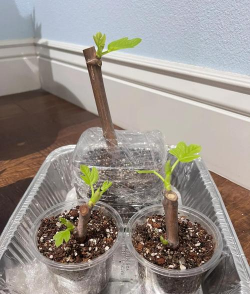 种花没有根怎么办 种花没有根怎么办