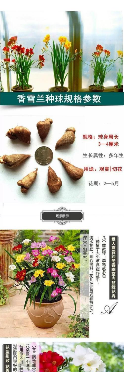 香雪兰种子怎么繁殖 香雪兰种子怎么繁殖