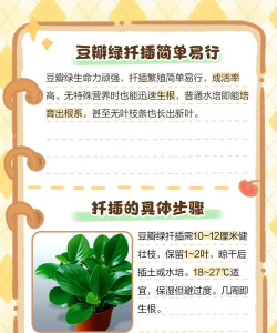 烂根豆瓣绿怎么扦插 烂根豆瓣绿怎么扦插