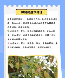 香樟树的特点和寓意 香樟树的特点和寓意