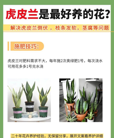 兰花养殖要注意哪些事项 兰花养殖要注意哪些事项