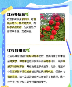 红豆杉几年能结果可以食用吗 红豆杉几年能结果可以食用吗