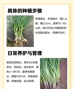 娜姑弯葱栽培技术 娜姑弯葱栽培技术