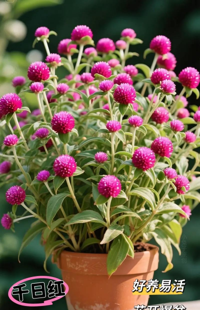 夕日红养花 夕日红养花