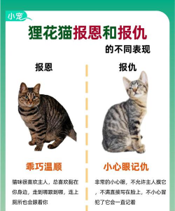 养猫不能养花了 养猫不能养花了