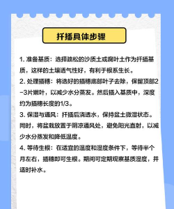 这种灯笼花怎么养繁殖 这种灯笼花怎么养繁殖