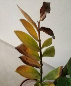 冬季金钱树发黄怎么办 冬季金钱树发黄怎么办