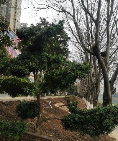 罗汉松产地_罗汉松的主要产地分布情况 罗汉松产地_罗汉松的主要产地分布情况