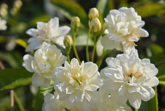 白色蔷薇花_白蔷薇怎么养开花多 白色蔷薇花_白蔷薇怎么养开花多