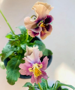 主播说养花 主播说养花