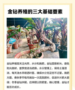 金钻的养殖方法和注意事项 金钻的养殖方法和注意事项