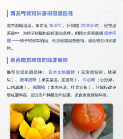 柿子树的管理方法有哪些?柿子树的栽培管理种植技术 柿子树的管理方法有哪些?柿子树的栽培管理种植技术