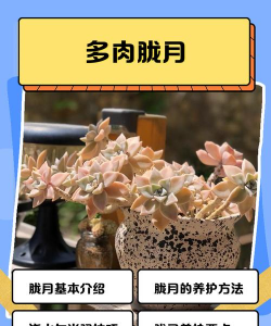 多肉胧月怎么爆盆 多肉胧月怎么爆盆