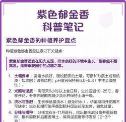 紫色郁金香花语是什么?紫色郁金香的种植方法 紫色郁金香花语是什么?紫色郁金香的种植方法