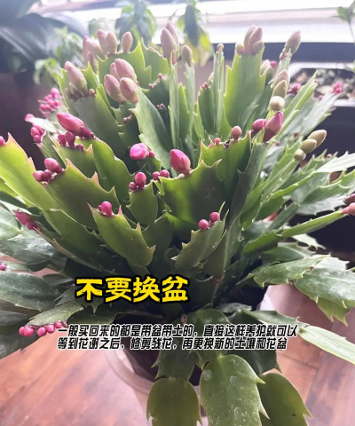 蟹爪兰开花耷拉怎么办 蟹爪兰开花耷拉怎么办