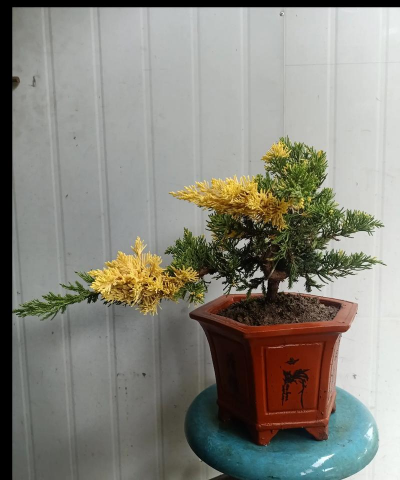 花柏繁殖和苗期管理花柏栽植管理技巧 花柏繁殖和苗期管理花柏栽植管理技巧