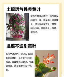 蟹瓜兰叶发黄怎么办 蟹瓜兰叶发黄怎么办