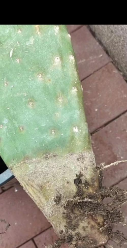 仙人掌叶子烂了怎么办 仙人掌叶子烂了怎么办