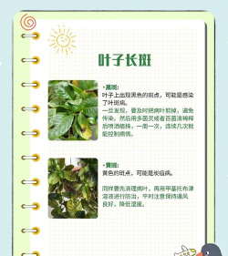 栀子花不长高怎么回事 栀子花不长高怎么回事