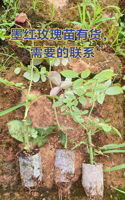 食用玫瑰“墨红”高产栽培技术 食用玫瑰“墨红”高产栽培技术