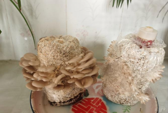 蘑菇怎么种怎么摆设 蘑菇怎么种怎么摆设