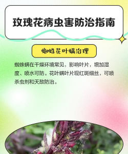 玫瑰病害防治方法 玫瑰病害防治方法